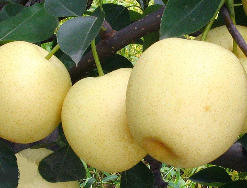黄金梨