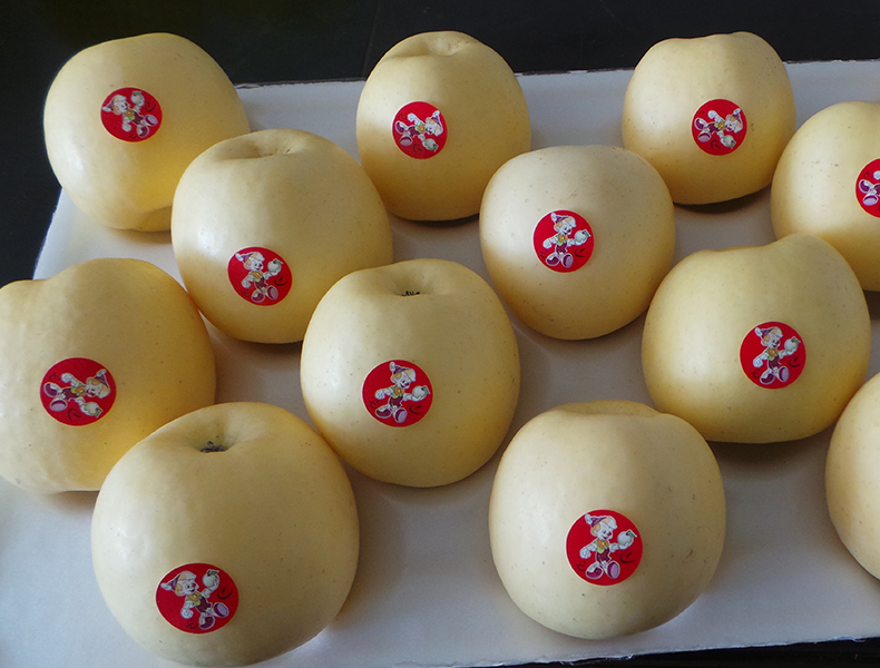 黄金梨